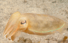 Sepia plangon