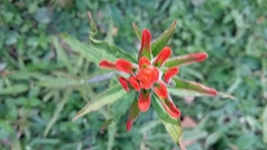 Castilleja arvensis pastorei