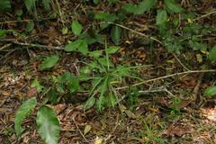 Faurea macnaughtonii