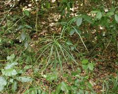 Faurea macnaughtonii