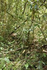 Faurea macnaughtonii