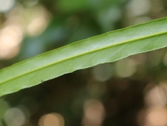 Faurea macnaughtonii