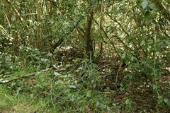 Faurea macnaughtonii