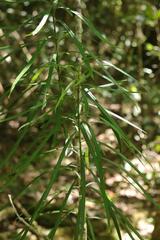 Faurea macnaughtonii