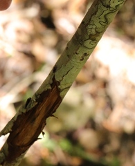 Faurea macnaughtonii