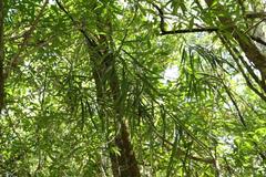 Faurea macnaughtonii