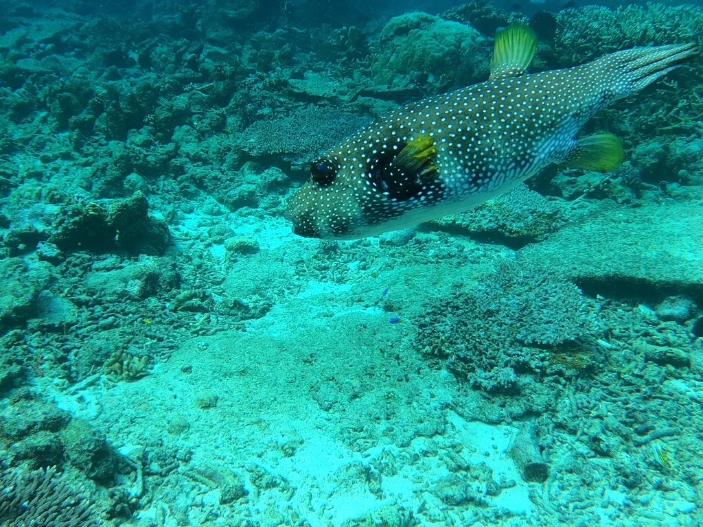 Bristly puffer