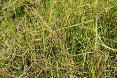 Cyperus erectus