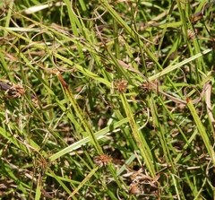 Cyperus erectus