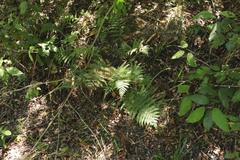 Polystichum incongruum