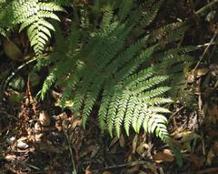 Polystichum incongruum