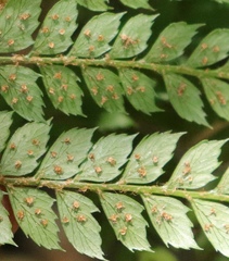 Polystichum incongruum