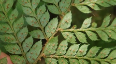 Polystichum incongruum