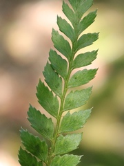 Polystichum incongruum