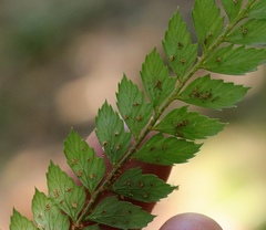 Polystichum incongruum