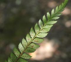 Polystichum incongruum