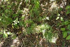 Polystichum incongruum
