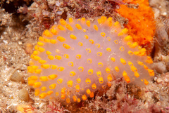 Polycitor giganteus