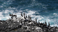 Phalacrocorax carbo lucidus