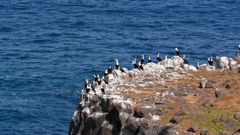 Phalacrocorax carbo lucidus