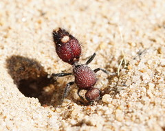 Ephutomorpha ferruginata