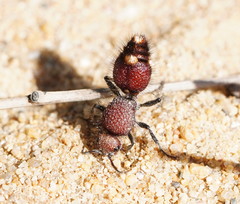 Ephutomorpha ferruginata