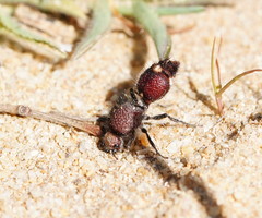 Ephutomorpha ferruginata