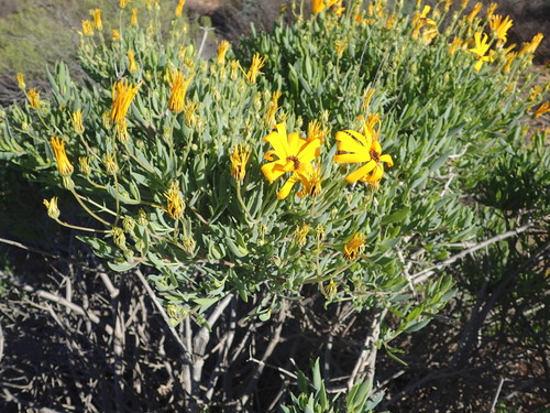 Image of Osteospermum oppositifolium by no rights reserved