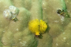 Spirobranchus corniculatus