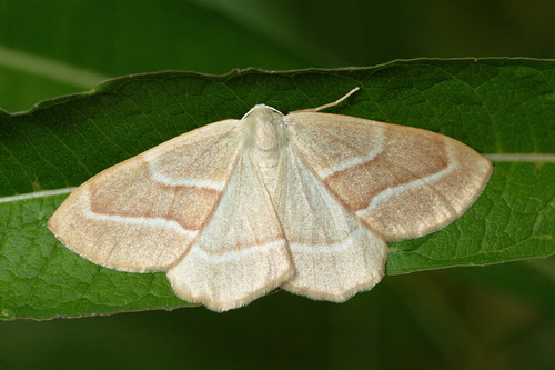 Barred Red