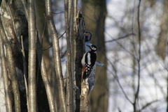 Dendrocopos major