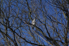 Accipiter gentilis