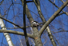 Dendrocoptes medius
