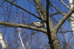 Dendrocoptes medius
