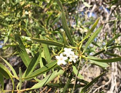 Myoporum platycarpum