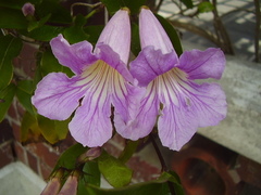 Bignonia callistegioides