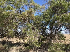 Myoporum platycarpum