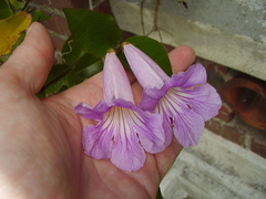 Bignonia callistegioides