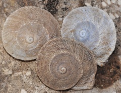 Iberus gualtieranus gualtieranus