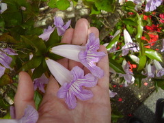 Bignonia callistegioides