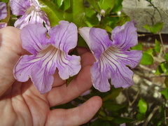 Bignonia callistegioides