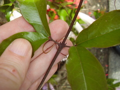 Bignonia callistegioides