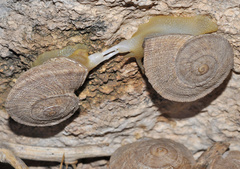 Iberus gualtieranus gualtieranus