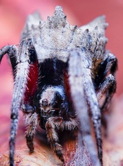 Poltys illepidus