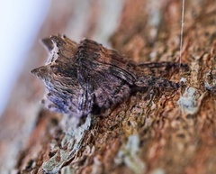 Poltys illepidus