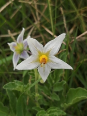 Solanum commersonii