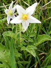 Solanum commersonii