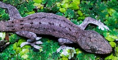 Hemidactylus frenatus