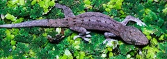 Hemidactylus frenatus