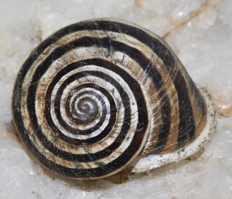 Iberus mariae